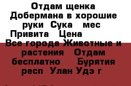 Отдам щенка Добермана в хорошие руки. Сука 5 мес. Привита › Цена ­ 5 000 - Все города Животные и растения » Отдам бесплатно   . Бурятия респ.,Улан-Удэ г.